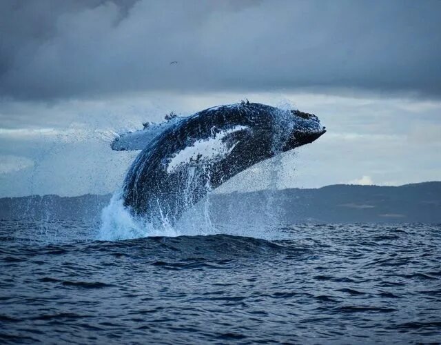 Caracteristica de la ballena