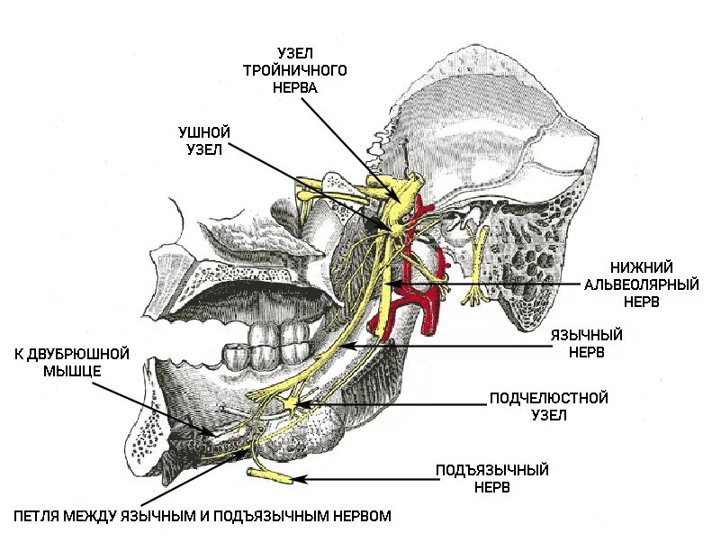 Нижний альвеолярный и язычный нерв. Анатомия нижней челюсти нерв. Язычный нерв анатомия. Язычная ветвь тройничного нерва.
