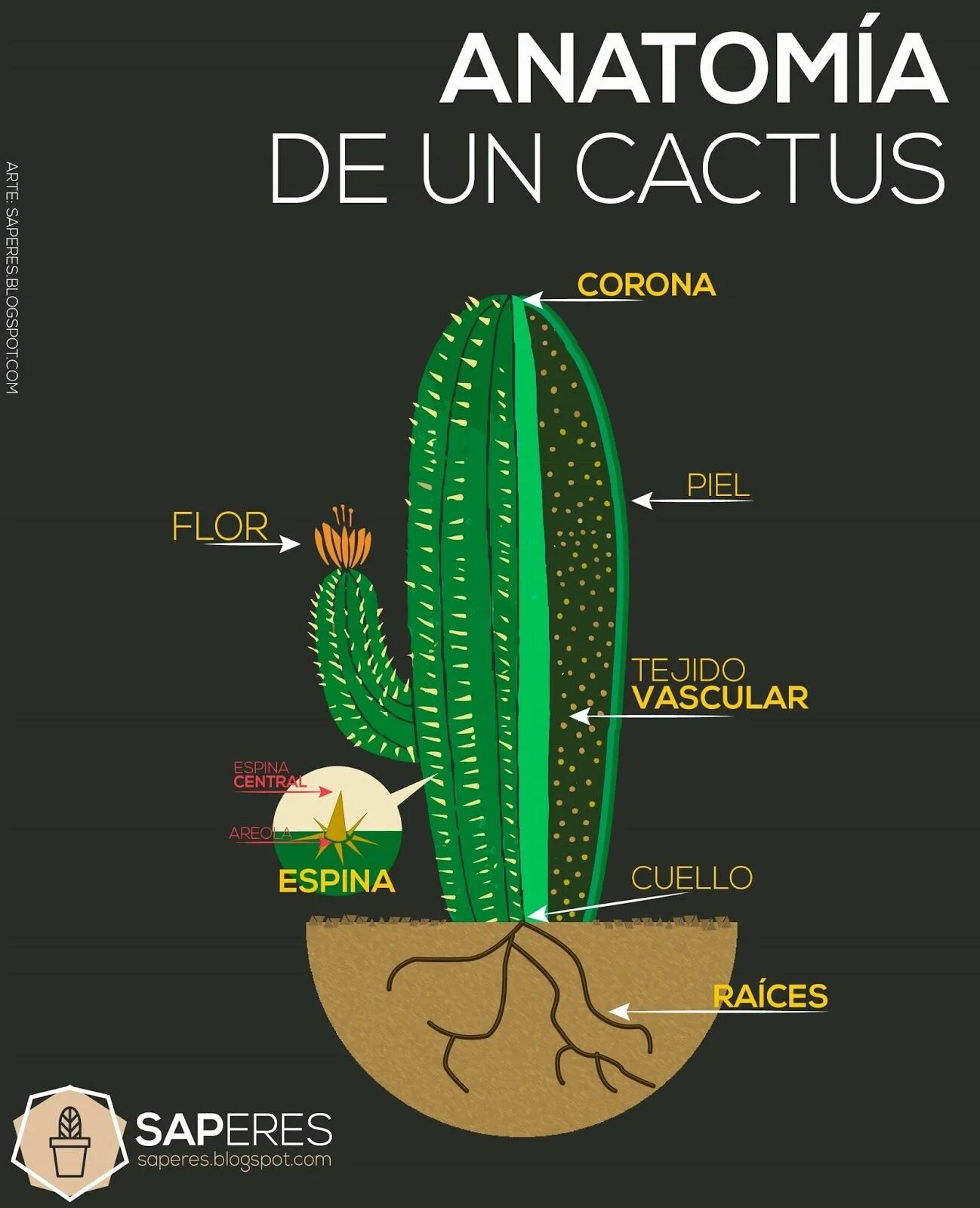 Внешнее строение кактуса сыча. Кактус биология. Кактус и его части. Внутреннее строение кактуса. Анатомическое строение кактуса.