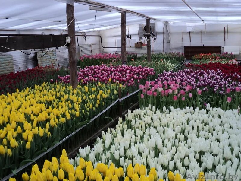 Цветочная теплица. Выгонка тюльпанов кубань. Выгонка тюльпанов в теплице. Тюльпан барселона бьюти выгонка. Выгонка тюльпанов в теплице.