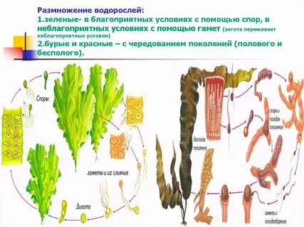 Бурая водоросль схема