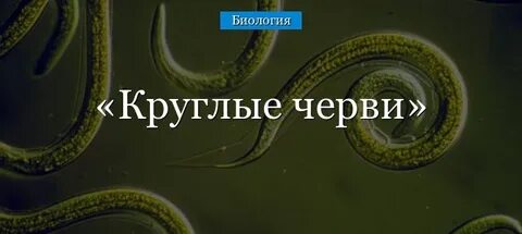 Сообщение про круглых червей
