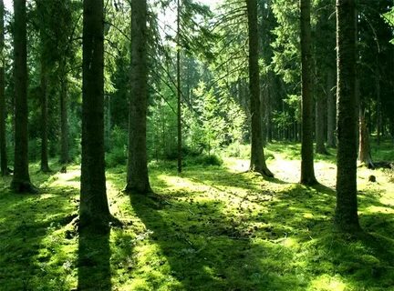 Улыбка леса