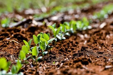 Find plant