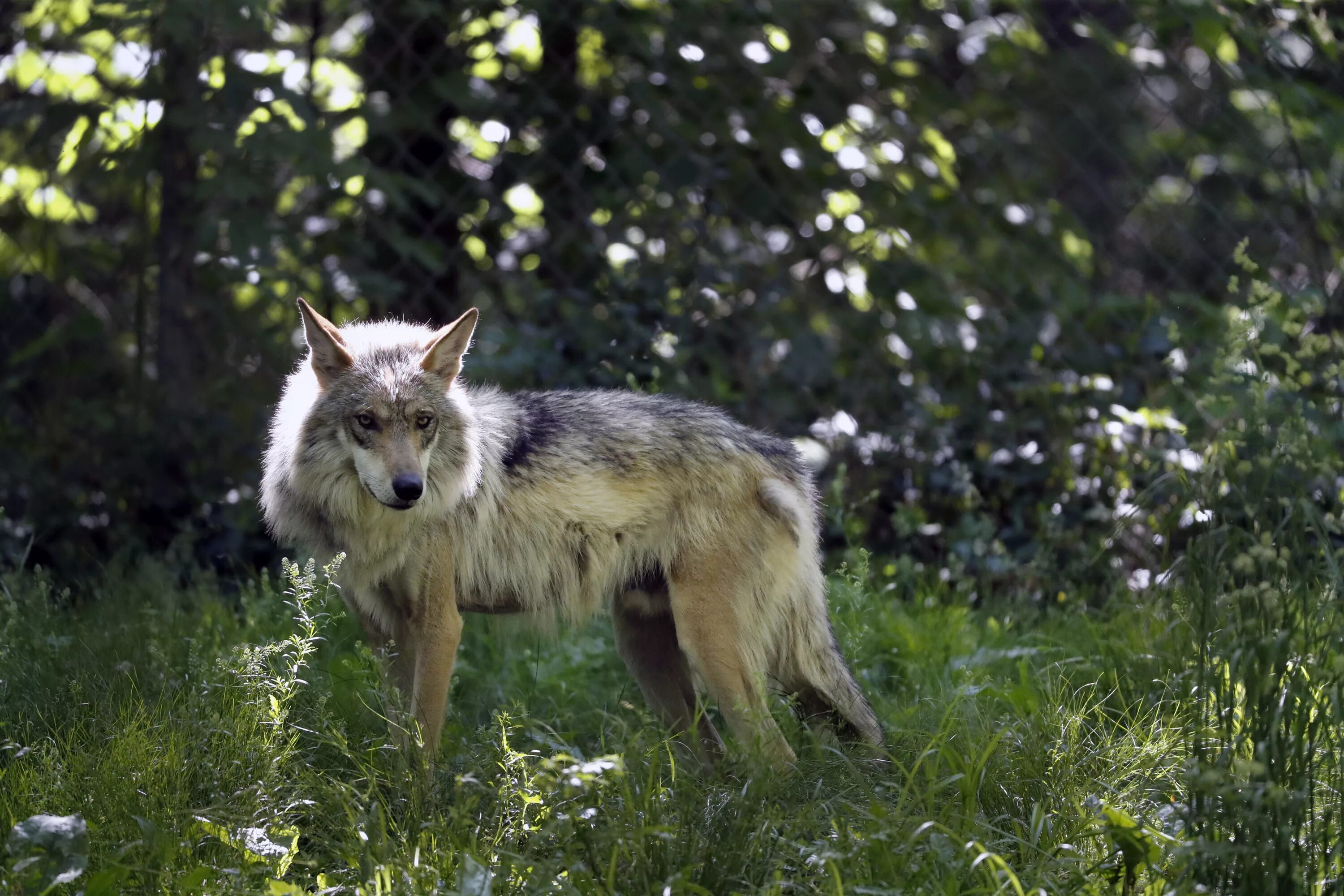 Апеннинский волк. Мегафауновый волк. Мексиканский волк. Манитобский волк. Us wildlife