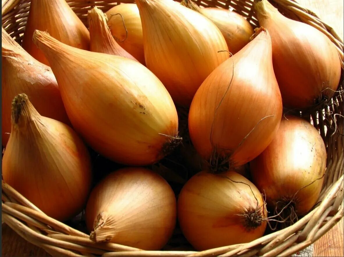 Лук севок штутгартер ризен на зелень. Лук севок стурон голландия. Лук севок сорт стурон. Лук стурон репчатый f1 пр. Лук шалот центурион.