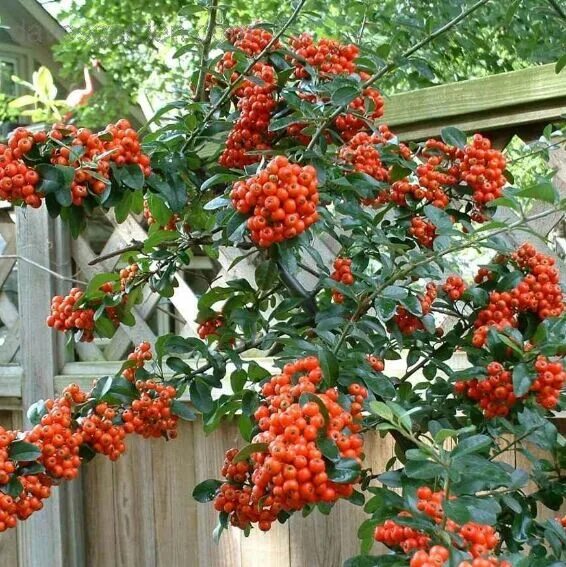 Пироканта фото и описание кустарника Scarlet Firethorn,Pyracantha coccinea