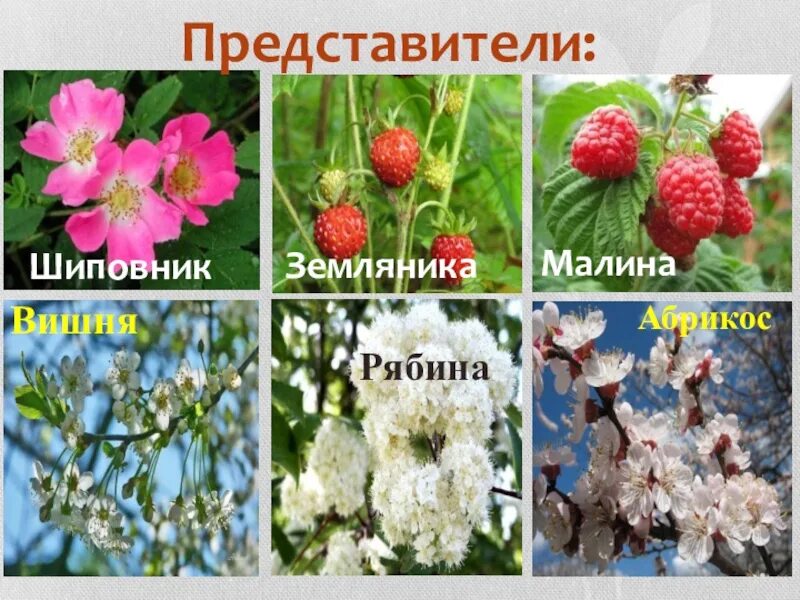Земляника относится к растениям. Земляника и шиповник. малина покрытосеменное растение. земляника двудольное растение. клубника покрытосеменное растение.