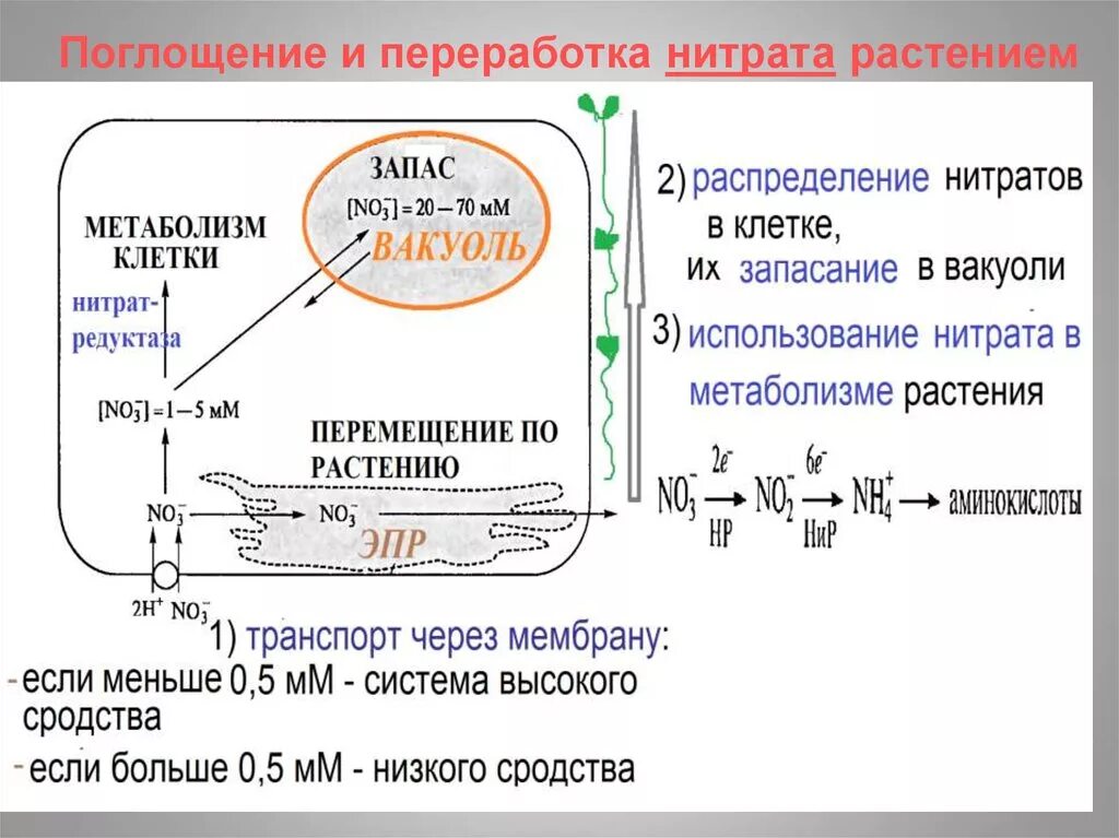 Нитраты и нитриты в смеси. Пути попадания нитратов в растения. Источники нитритов и нитратов. Переработка нитритов и нитратов. Азот нитриты нитраты.