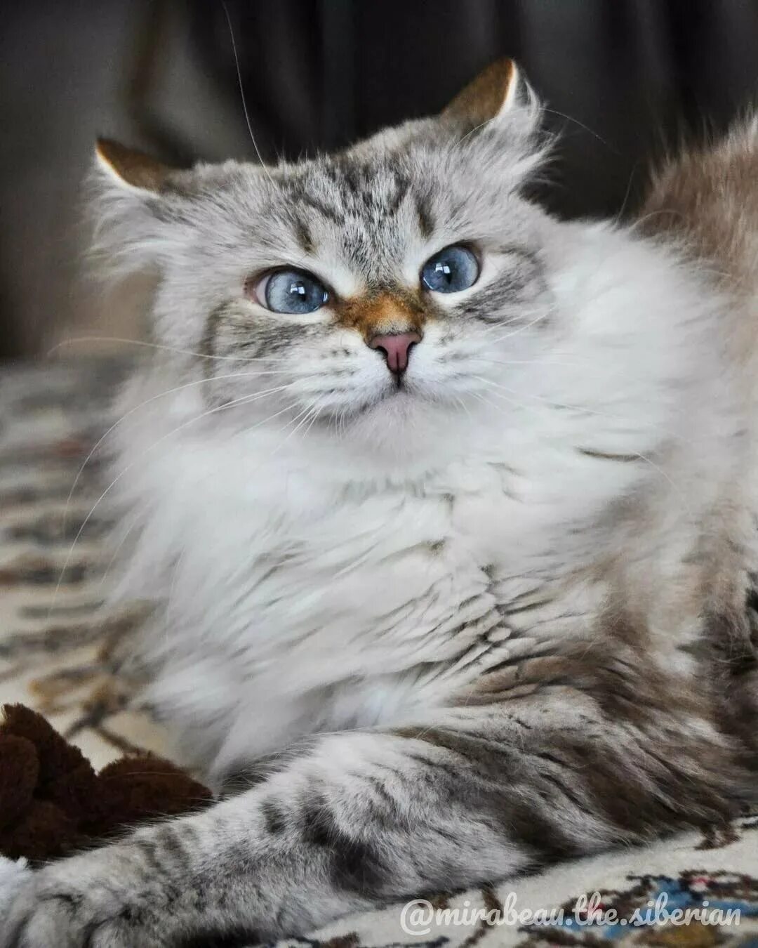 Сколько живут пушистые. Сибирский длинношерстный кот. Сибирская кошка. Сибирская полудлинношерстная кошка. Персидская Сибирская длинношерстная.