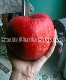 Яблоня секай