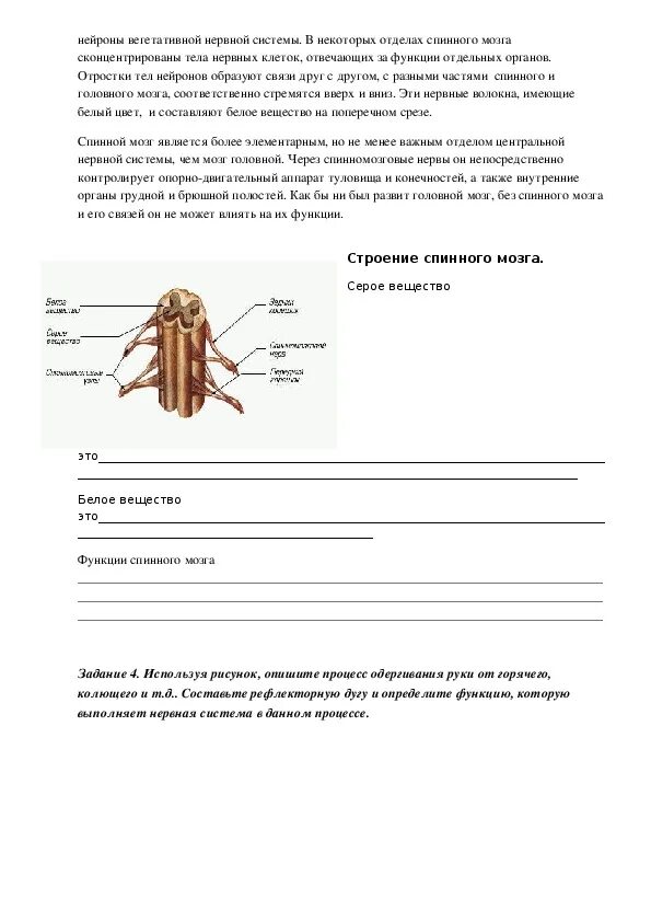 Строение нервной системы тест 8 класс. Биология 8 класс строение нервной системы спинной мозг. тест по биологии спинной мозг и головной мозг. тестирование по биологии 8 класса головного и спинного мозга. лабораторная работа по спинному мозгу.