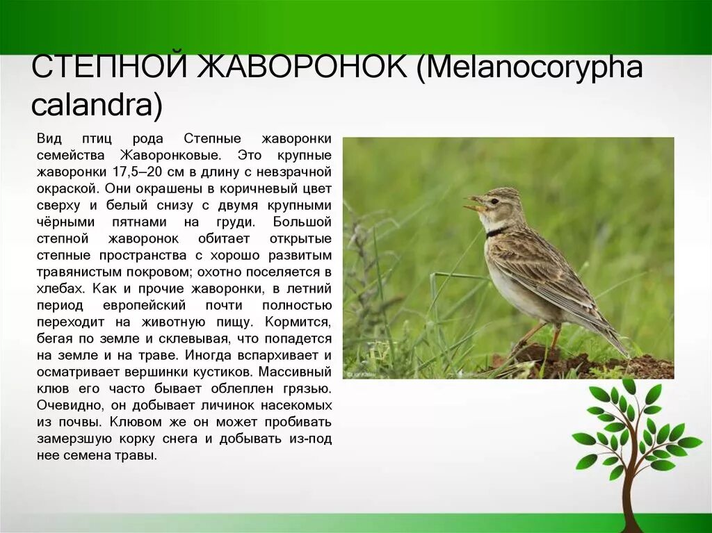 Жаворонок краткое описание. Степной Жаворонок описание. Доклад о жаворонке. Краткое сообщение про жаворонка.