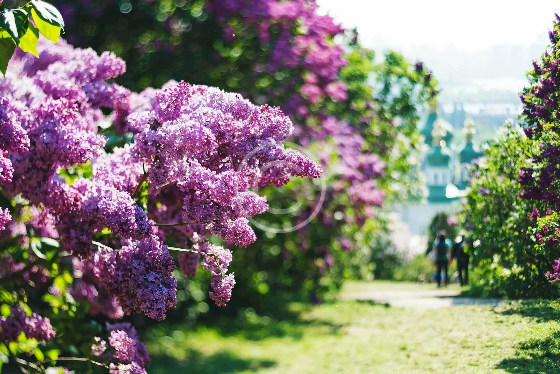 Сирень генри. Парк сиреневый сад москва. Цветущие сады сирени. Аллея сирени. Сирень в англии.