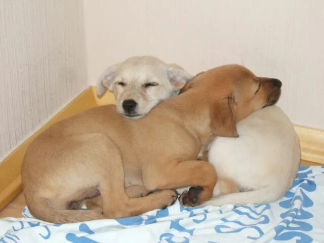 вернуть ли щенка