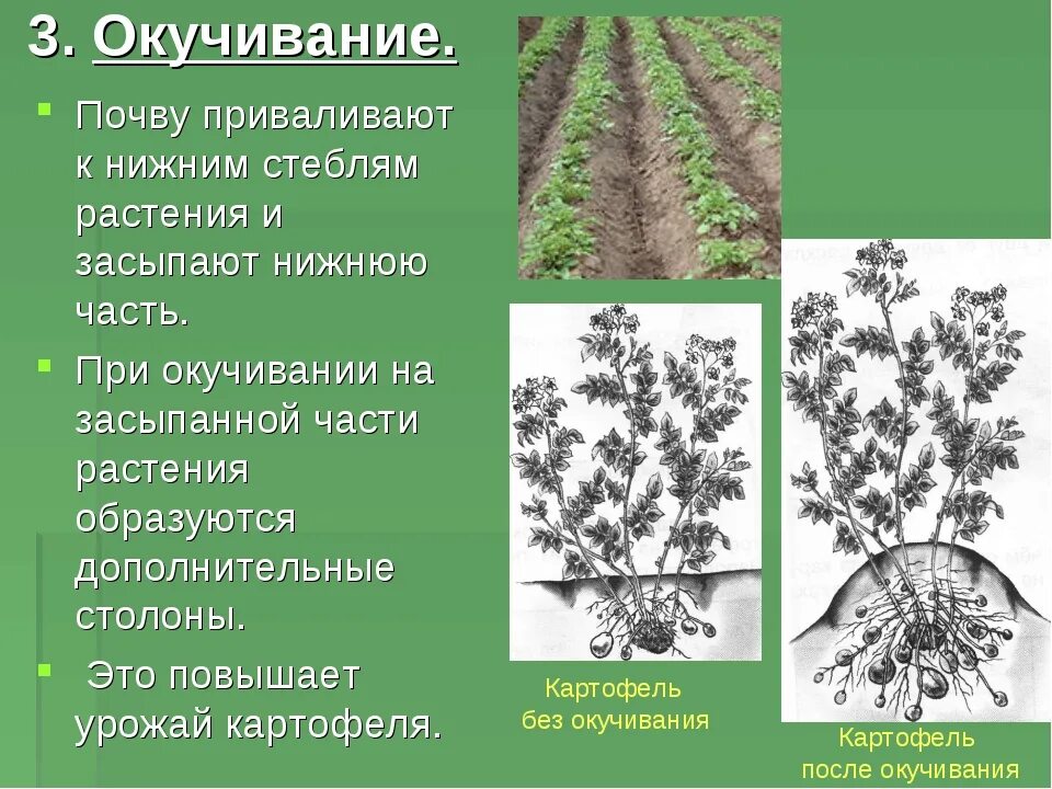 Какой агротехнический прием используется. Окучивание культурных растений. агротехнический прием окучивание. окучивание это в биологии. окучивания растений как.