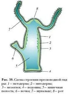 Подошва пресноводной гидры