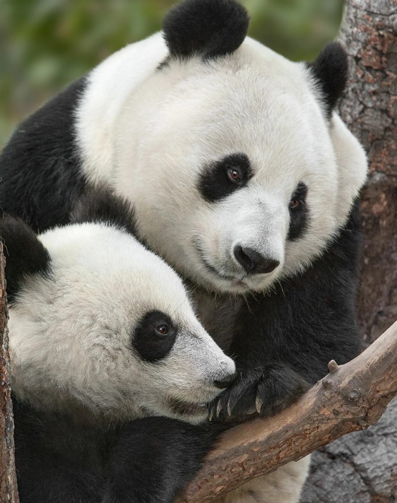 Pandas endangered