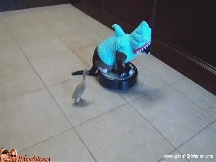 Коты катаются на пылесосе. Кот и пылесос. кот на роботе пылесосе. пылесос гиф. кот и пылесос gif.
