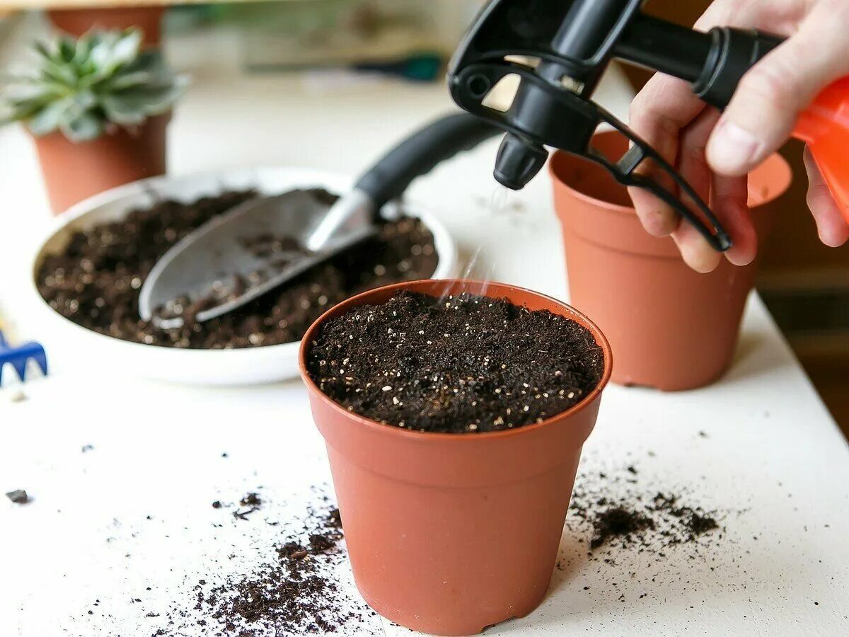 Обработка семян перманганата. Как обеззаразить семена перед посадкой. Замочить семена в марганцовке. Семена перед посевом. Как обеззаразить семена перед посадкой.