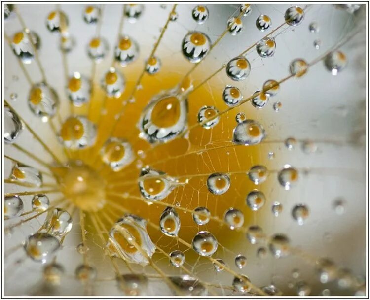 утренняя роса. капельку счастья с утра. капля воды на ладони. лето в ладошках. стих про капель.