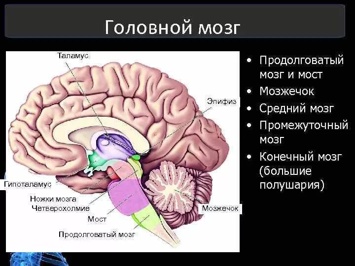 Укажите названия головного мозга. Таламус головного мозга. Средний мозг анатомия шишковидное тело. Отделы головного мозга таламус. Отделы мозга продолговатый промежуточный.