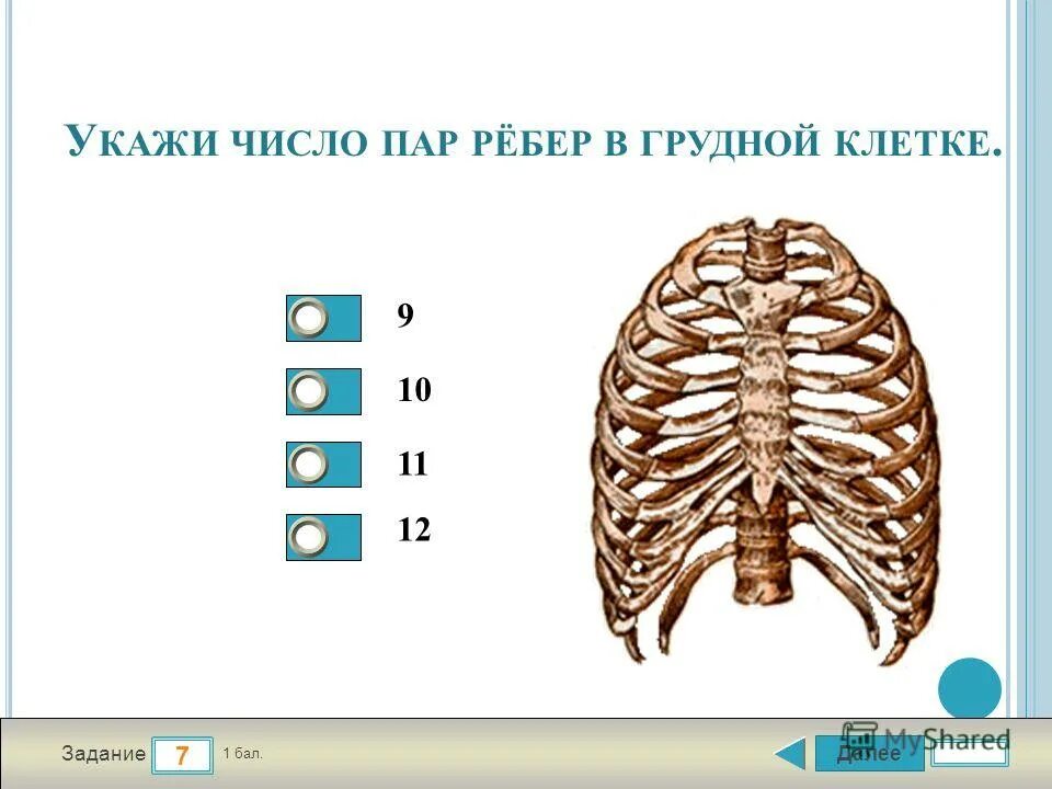 Может ли в цепи ребер. 12 Пар ребер у человека. Сколько пар ребер. 12 Пар рёбер в грудной клетке. Количество пар рёбер грудной клетки:.