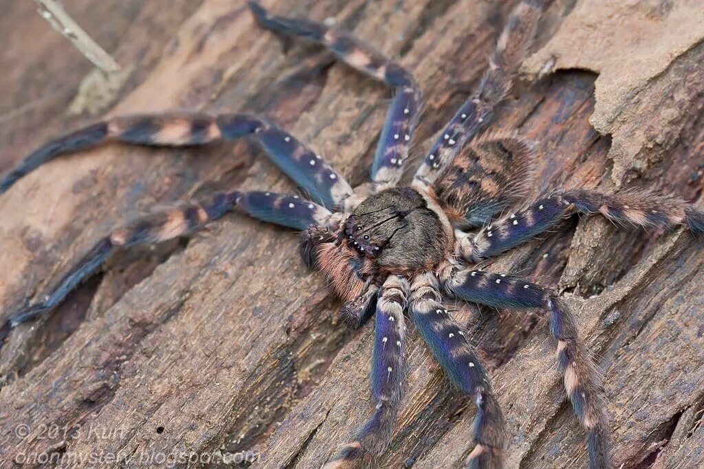 Пауки рептилии. Heteropoda lunula. Heteropoda venatoria паук. Heteropoda boiei. Гетеропода boiei.