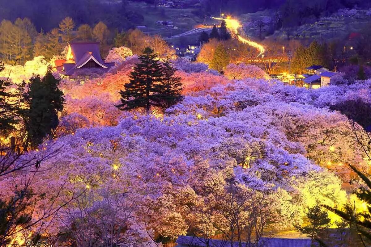 Japanese blossom. Хоккайдо цветение Сакуры. Красота Японии. Японская красота природы. Красочная природа Японии.