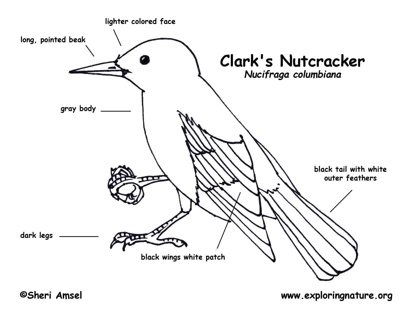 Птицы на английском. Birds Worksheets. Parts of a Bird. Bird body Parts.