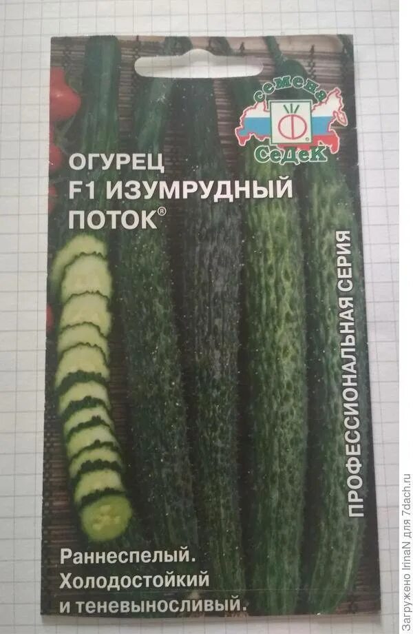 Огурцы сорт изумрудные сережки отзывы. Огурец изумрудные сережки семена. огурцы сорт изумрудный поток. огурец изумрудные сережки f1. семена огурца изумрудный поток.
