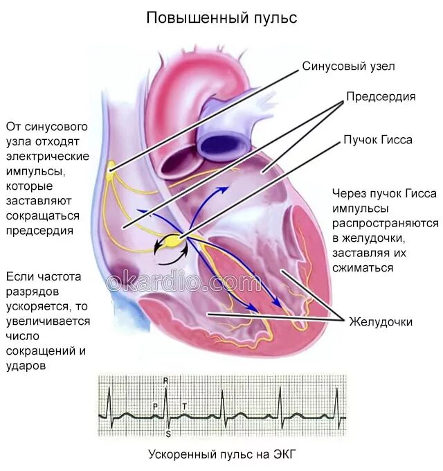 Повышенный пульс. Строение пульса. Высокое сердцебиение. Что увеличивает сердцебиение. Почему бывает низкий пульс