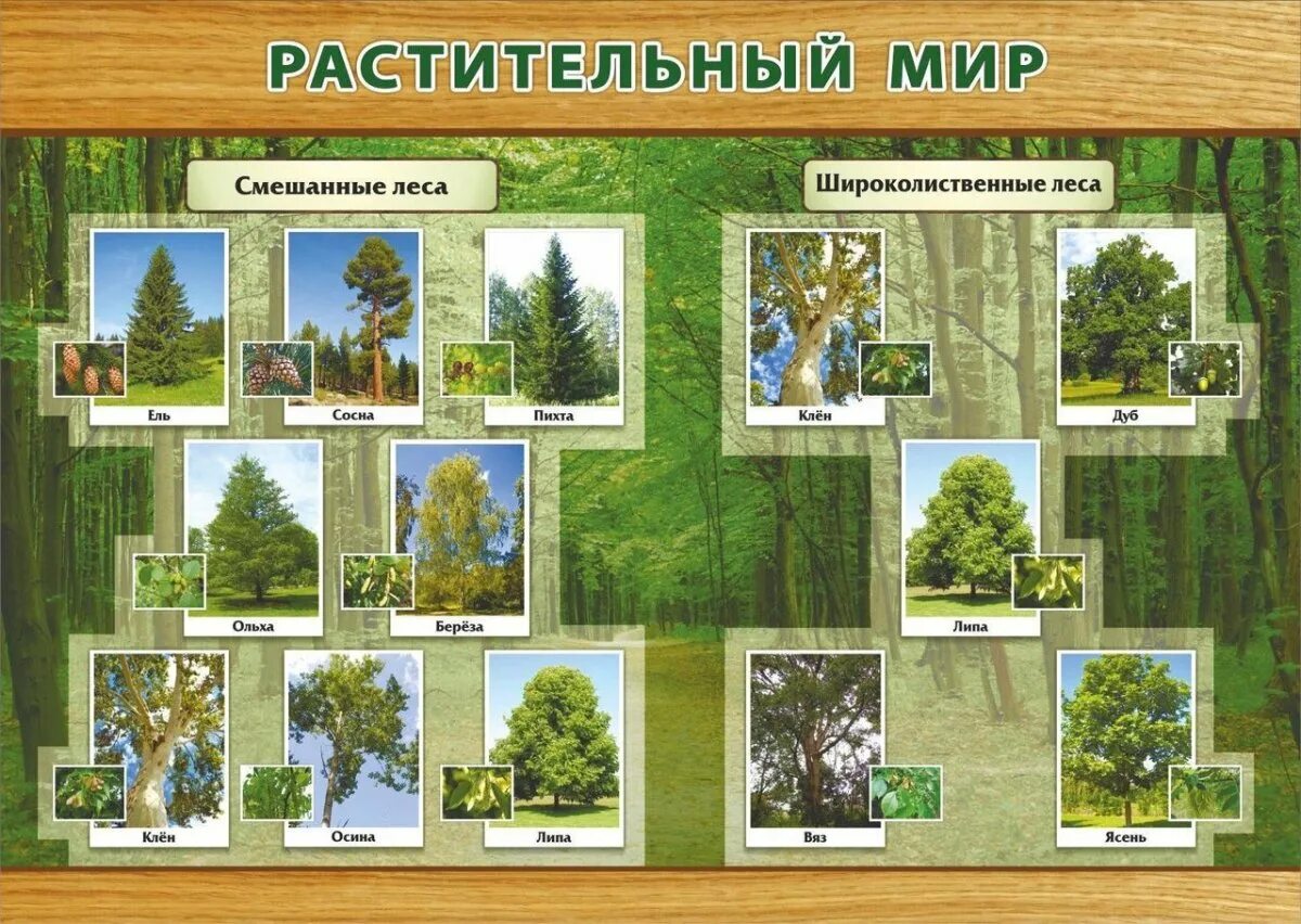 Растительность смешанных лесов. Животные и растения смешанных лесов. растения смешанных и широколиственных лесов в россии. смешанные и широколиственные леса растительный мир. растительный мирт исмешанных лесов.