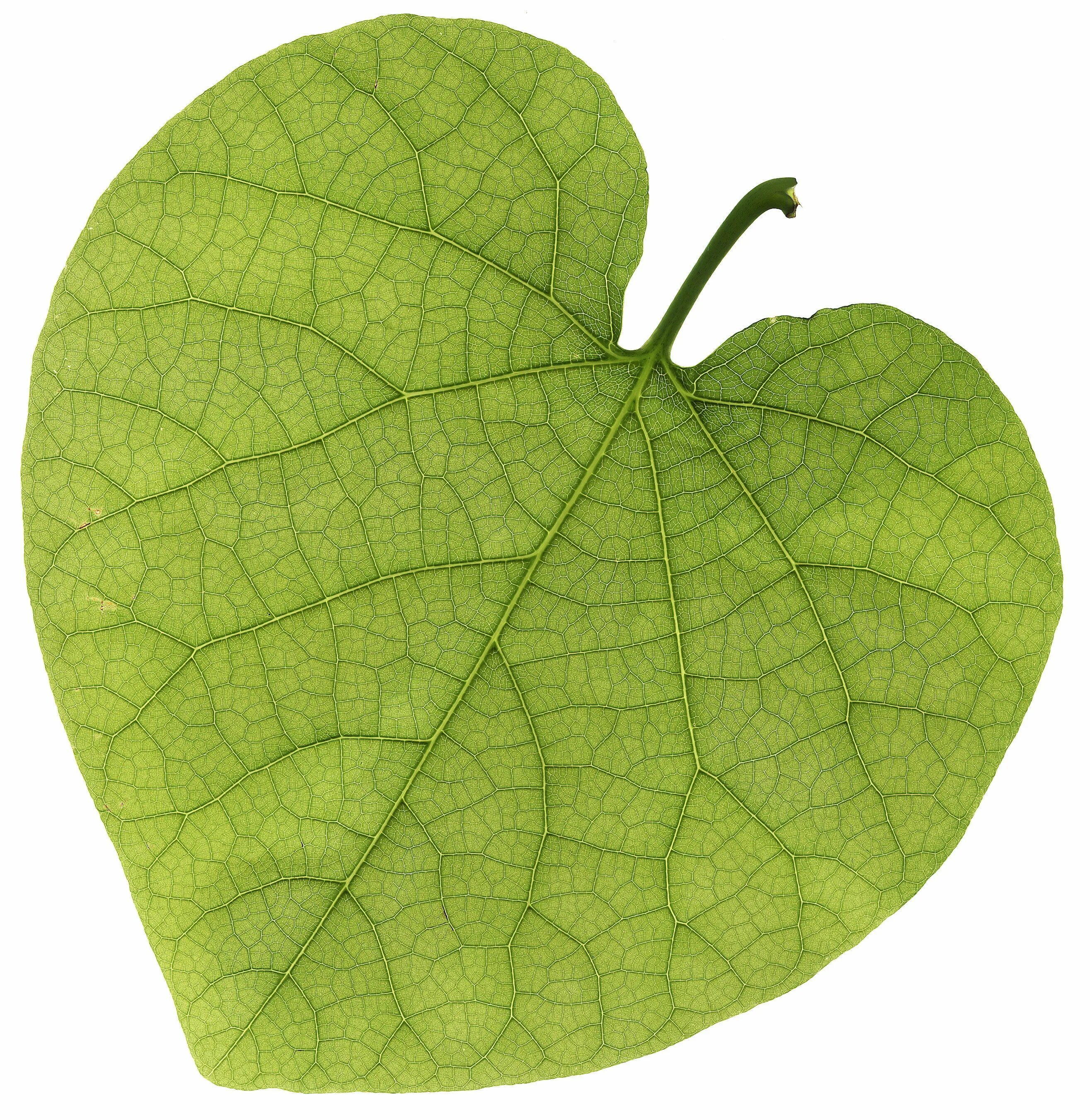 На земле лежат листки маленькие лопушки. Листья лопуха. Зеленый лист. Листик лопуха. Лист лопуха на белом фоне.