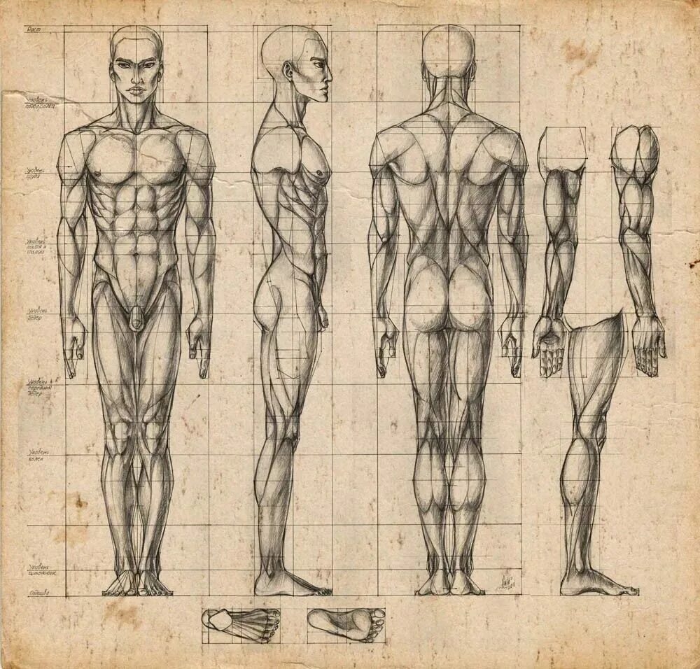 Фигура человека анатомия. Пропорции тела человека для художников. Референс анатомия пропорции. Гицеску пластическая анатомия.