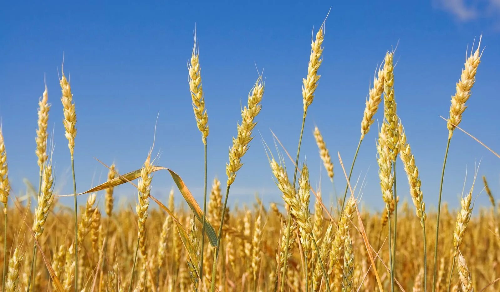 Бидай мен. Плотноколосая пшеница. Колос Яровой пшеницы. Зерновые растения пшеница.
