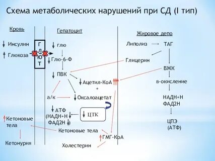 Схема метаболизма