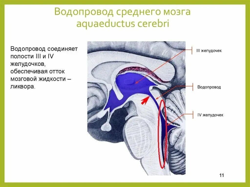 Полость 3 мозгового желудочка. Этапы развития латыни. Средний мозг срез строение. Водопровод на латыни. Схема дачного водопровода из скважины.