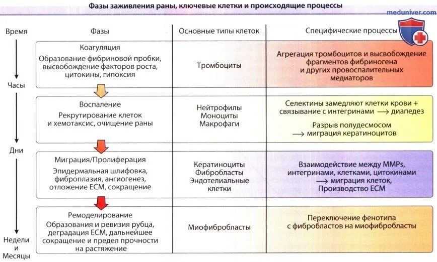 Этапы заживления ран. Раны процесс заживления 2 фазы. Фазы заживления кожных РАН.