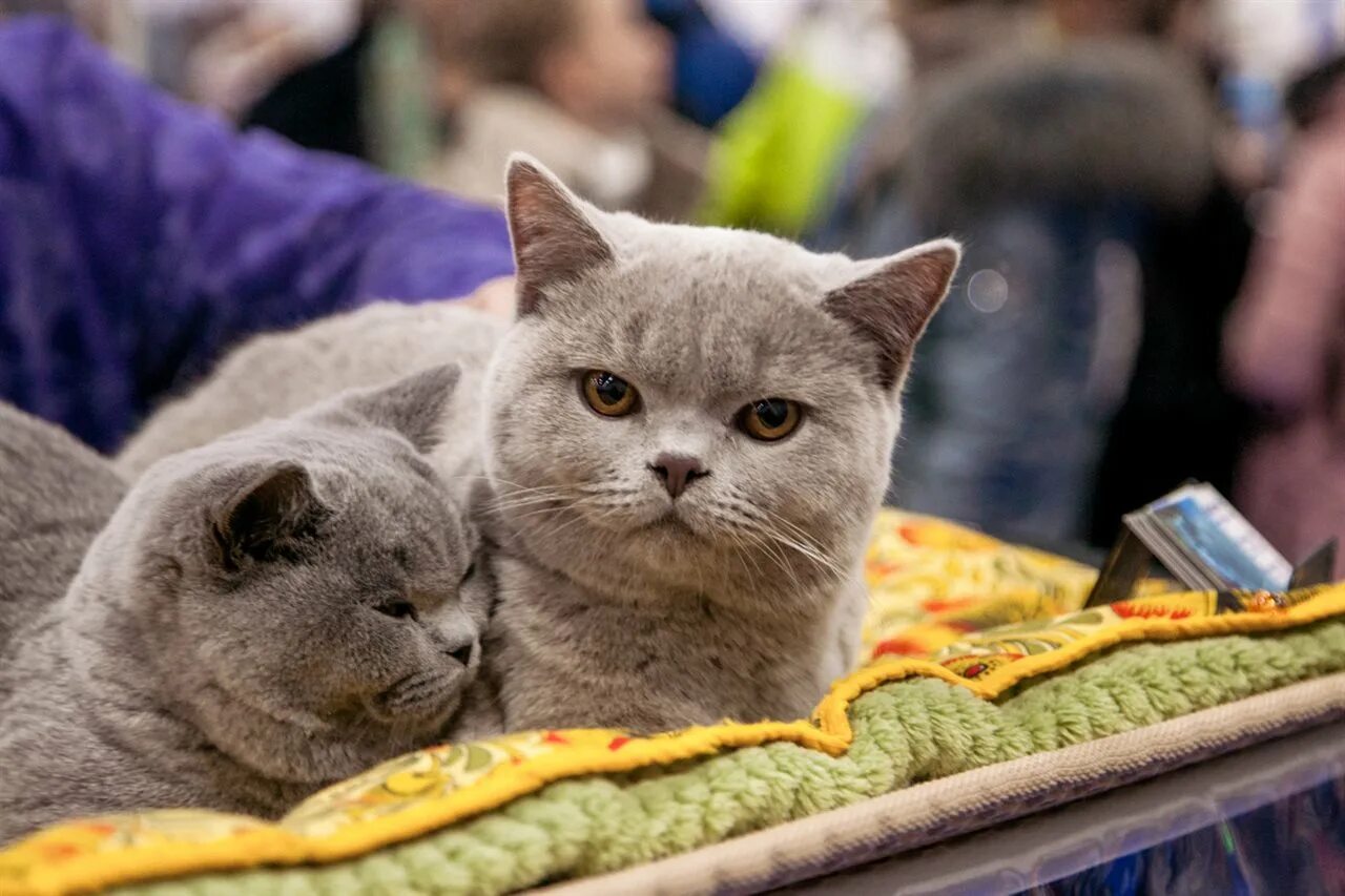 Spring cat show. Кошарики шоу 2022 Сокольники. Кошарики шоу ВДНХ. Выставка кошарики в Москве. Кошарики выставка кошек.