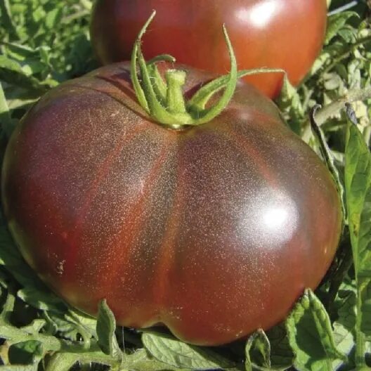 Organic Heirloom Tomato Black Krim Lycopersicon lycopersicum - 25 Seeds Veggie g