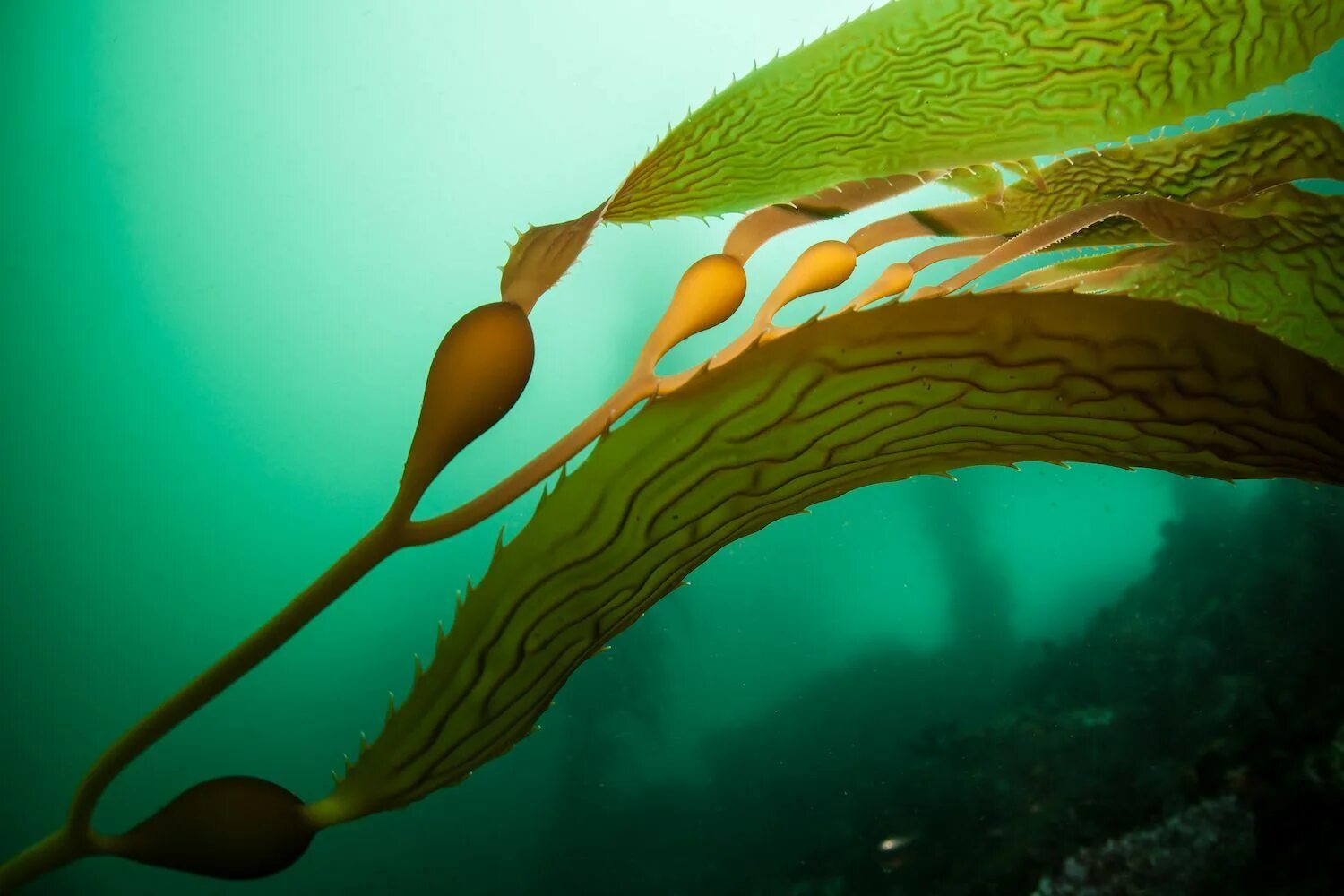 Ламинария шоп. Ламинария келп. Водоросли келп ламинариевые. Macrocystis pyrifera. Макроцистис водоросли.