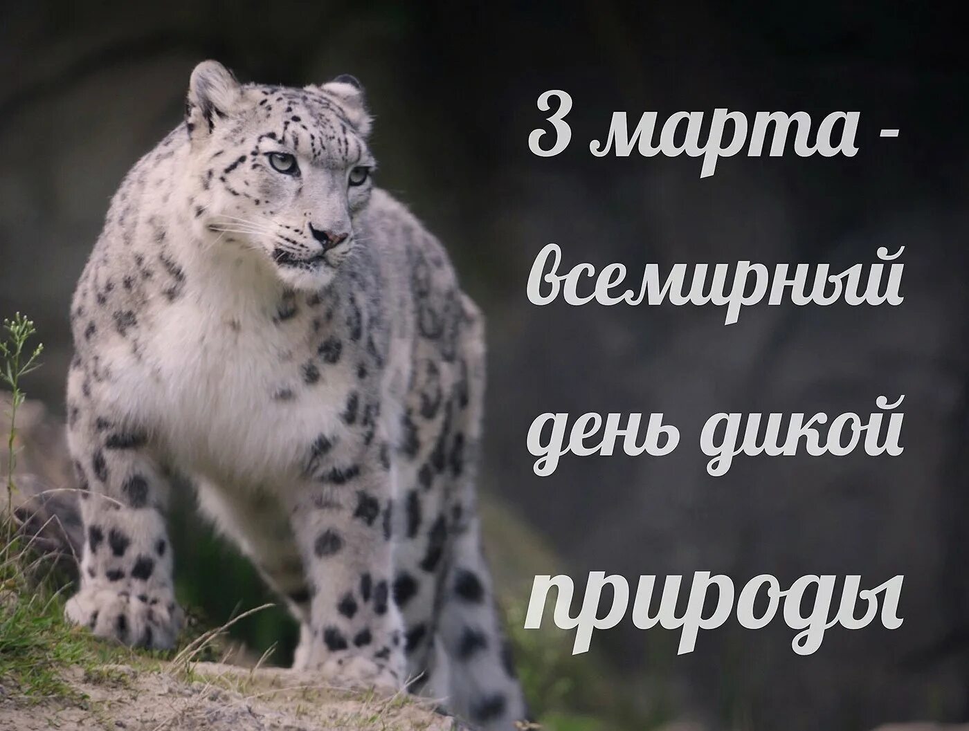 День дикой природы в школе. День дикой природы. 3 Всемирный день дикой природы. Всемирный день дикой природы для детей.