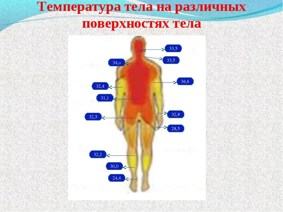 Распределение температуры тела человека. Температура в разных частях тела. Температура тела на различных поверхностях тела. Нормальная температура разных частей тела человека. Температура вашего тела