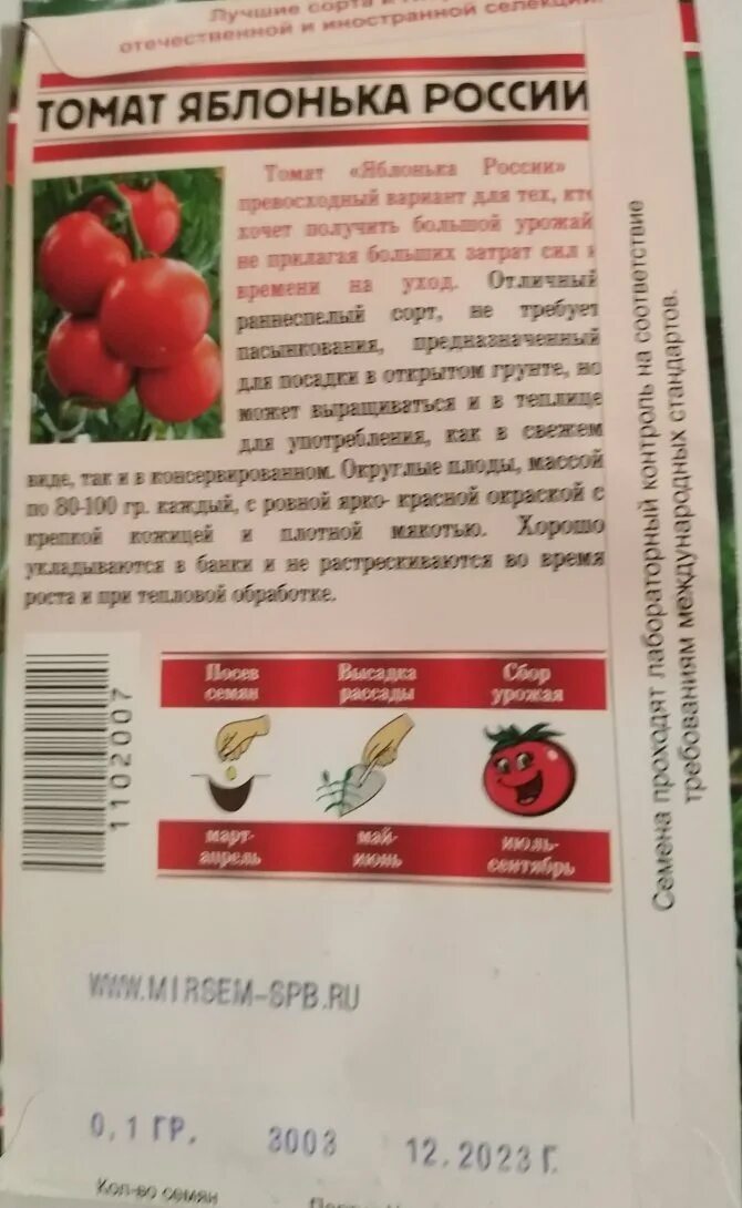 Сорт томата яблонька россии отзывы. Яблонька России томаты рассада. Томаты сорт Яблонька России. Сорт помидоров Яблонька России. Томаты Яблонька России описание сорта.