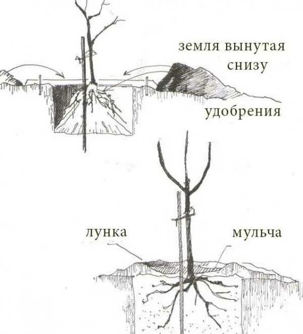 Как посадить вишню весной саженцами