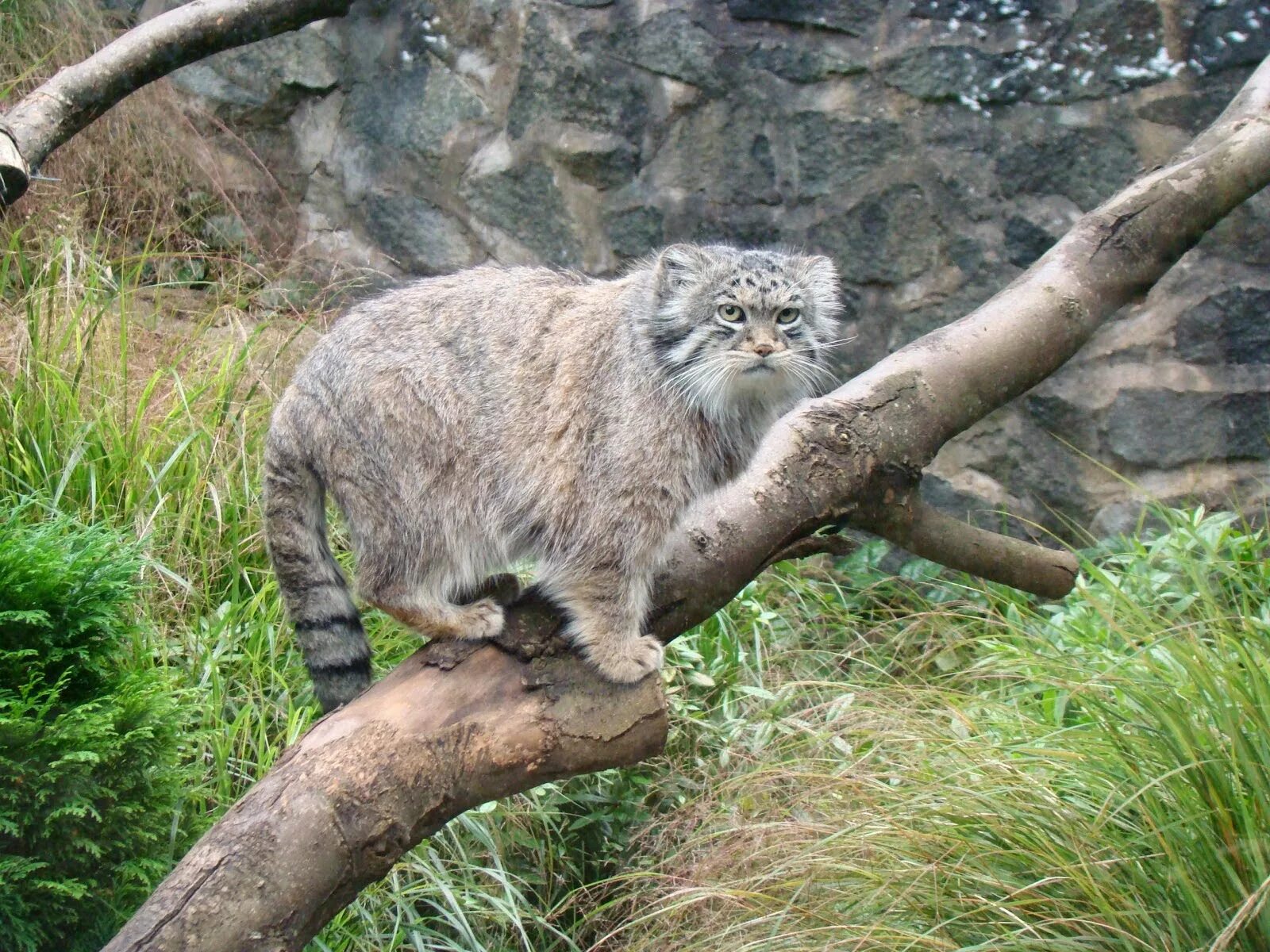 Густота шерсти сибирского манула. Кот Манул. Горный кот Манул. Дикий Лесной кот Манул. Манул (палласов кот).