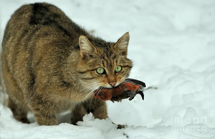 Кот добыча. Лесной кот Felis Silvestris. Европейский Лесной кот камышовый. Дальневосточный камышовый кот. Амурский камышовый кот.