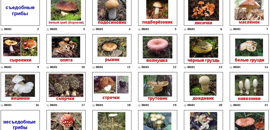Название некоторых грибов. Таблица съедобных грибов. Грибы: съедобные и несъедобные. Таблица съедобных и несъедобных грибов. Название съедобных и несъедобных грибов.