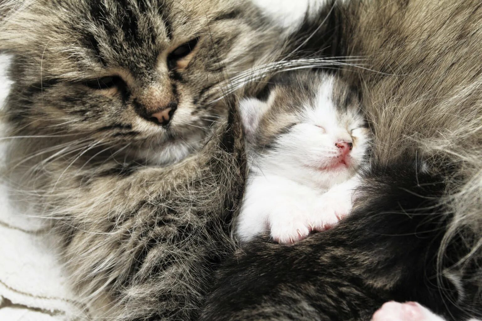 Звук кошки мамы котятам. Кошка обнимает котенка. Котенок обнимает маму. Мама кошка и котенок. Котики спят в обнимку.